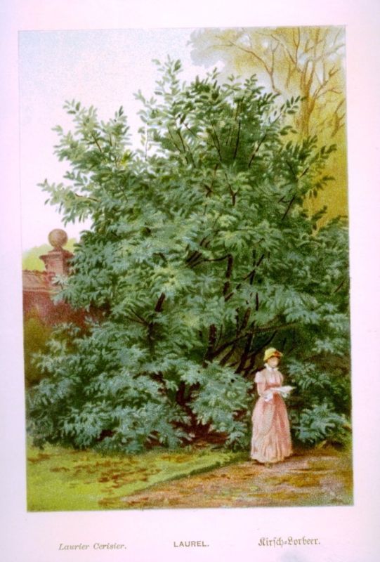 LAUREL TREE by Boulger   c1898   Chromolithograph  