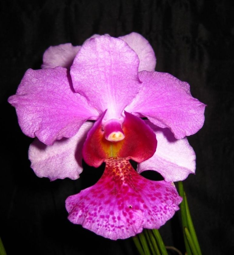 BIN Vanda Miss Joaquim Douglas 4N Very Nice Purple  