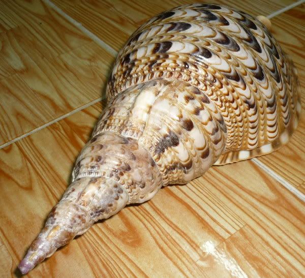 Beautiful Charonia Tritonis seashell 330mm = 13.00 Inches WOW  