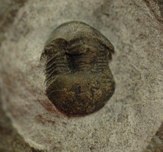 BABY ORDOVICIAN NILEUS TRILOBITE FROM MOROCCO  