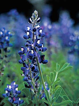 FRAMED WILDFLOWERS Texas Bluebonnets Repro CANVAS ART  