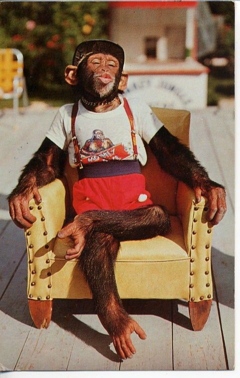 SOUTH O MIAMI FLORIDA MONKEY JUNGLE CHIMPANZEE POSTCARD  