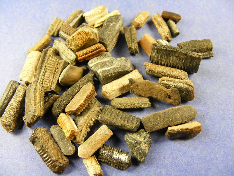 FOSSILS   SIXTY,OLD,ANCIENT STINGRAY TEETH 60 LOTS WOW  