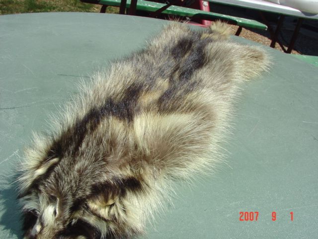 Raccoon pelt fur wild skin for hunting cabin/fireplace  