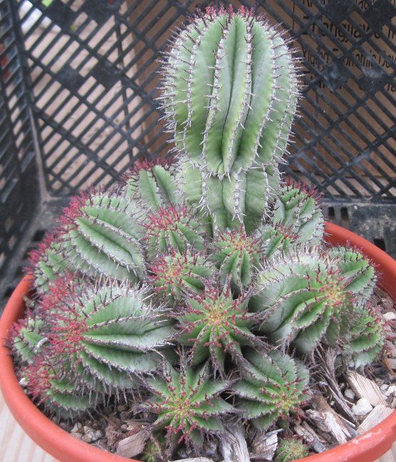 Euphorbia polygona Clumping Hedgehog Stems Red Spines And Flowers 