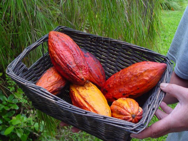 CACAO PLANT   Chocolate Tree    Theobroma Cacao  