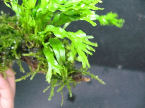 peacock moss &Windelov fern+Driftwood   plant(PD07)  