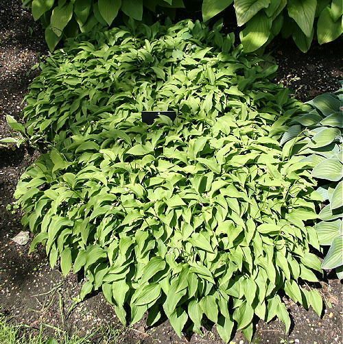 Hosta venusta Dwarf Form good Bonsai accent plant  