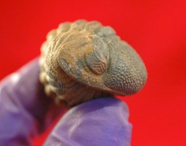 COLORFUL PHACOPS RANA TRILOBITE FROM MOROCCO   EYES +++   Stock 14 