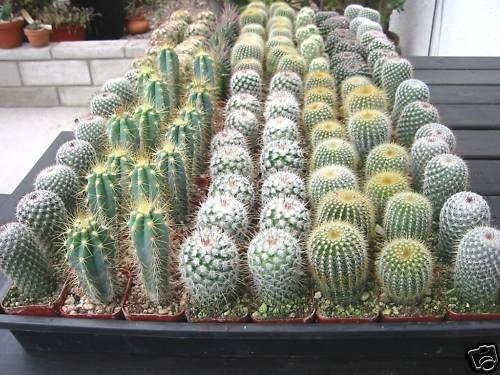 CACTUS FLAT 64 MIXED CACTUS PLANTS  