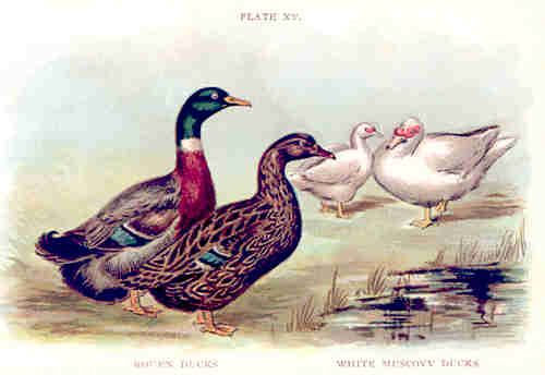  depicting various decorative and exotic breeds of chicken, ducks 