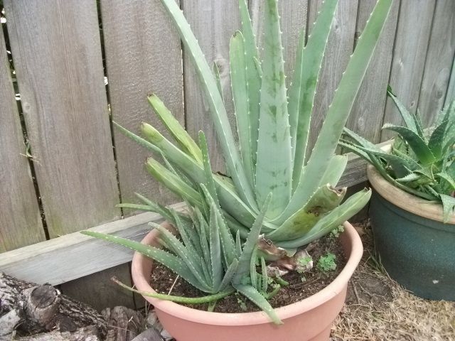 MEDICINAL ALOE VERA PLANTS 4 6 INCHES  